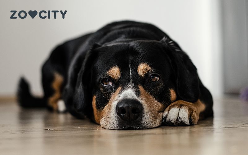 Kašelj pri psih: kaj storiti in kdaj ga odpeljati k veterinarju?