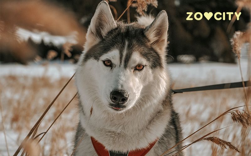 Ali si vedel, da so klopi aktivni tudi pozimi?