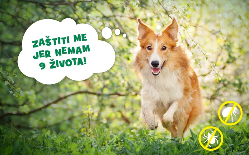 Zaščiti svojega hišnega ljubljenčka