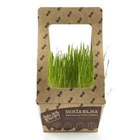 NJZ PŠENICA TRITICUM AESTIVUM